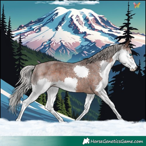 Horse Color:Silver Brown Roan Splash 