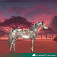 Horse Color:White Spotted Liver Red Dun Mushroom Rabicano