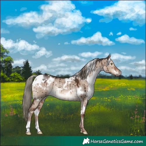 Horse Color:White Spotted Liver Red Dun Mushroom Rabicano Brindle