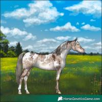 Horse Color:White Spotted Liver Red Dun Mushroom Rabicano Brindle
