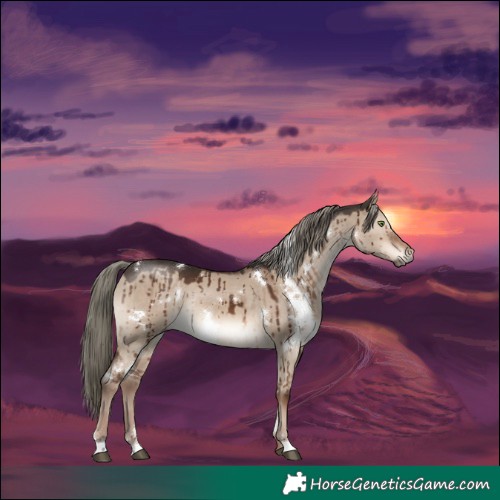 Horse Color:White Spotted Liver Red Dun Mushroom Rabicano Brindle 