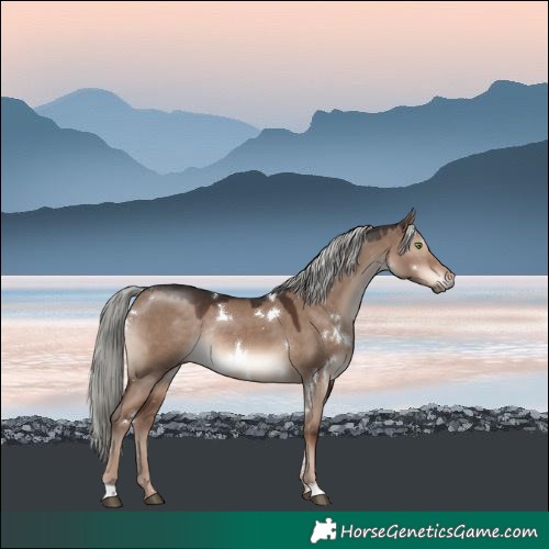 Horse Color:White Spotted Liver Red Dun Mushroom Rabicano 