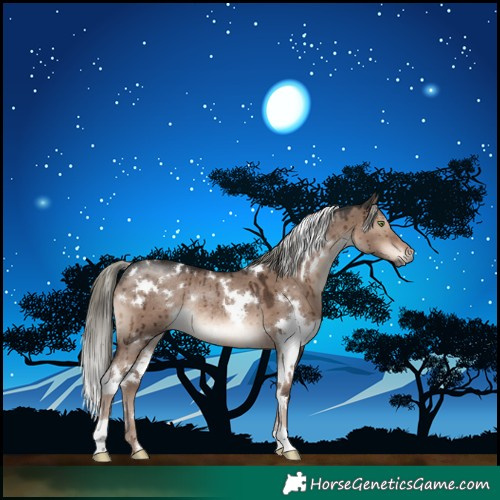 Horse Color:White Spotted Liver Red Dun Mushroom Rabicano Brindle 