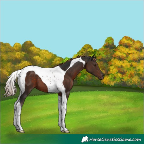 Horse Color:Liver Chestnut Tobiano 