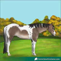 Horse Color:Brown Dun Tobiano