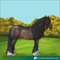 Horse Color:Brown Rabicano 