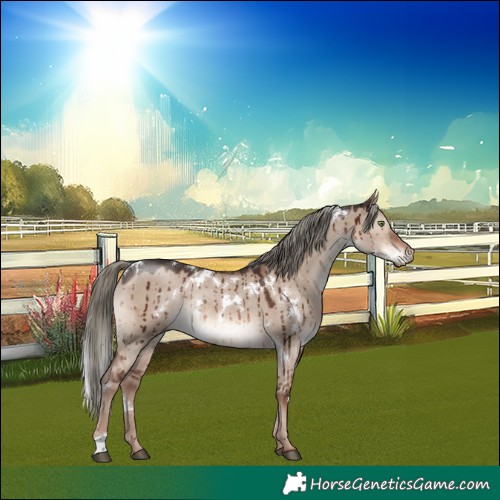 Horse Color:White Spotted Liver Red Dun Mushroom Rabicano Brindle 