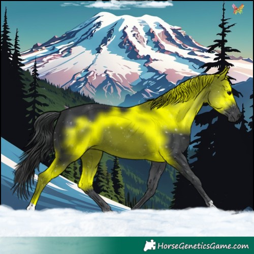 Horse Color:Black 