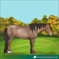 Horse Color:Sable Champagne Rabicano