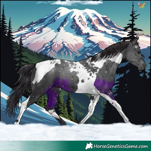 Horse Color:Black Tobiano 