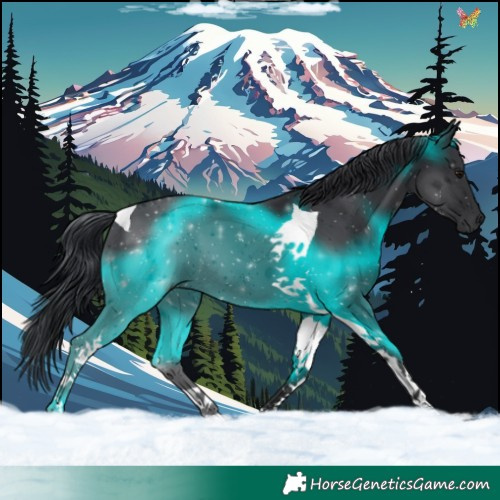 Horse Color:Black Tobiano