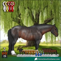 Horse Color:Brown Rabicano
