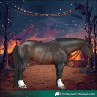 Horse Color:Brown Rabicano