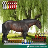 Horse Color:Brown Rabicano