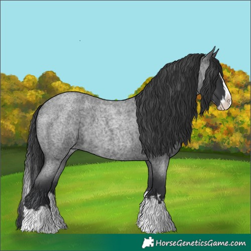 Horse Color:Blue Roan Splash 