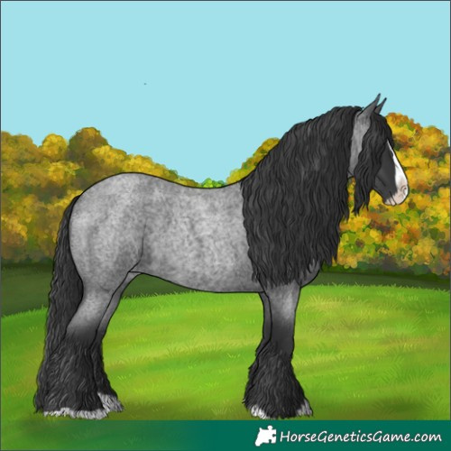 Horse Color:Blue Roan Splash 
