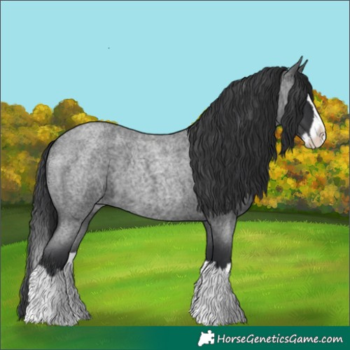 Horse Color:Blue Roan Splash 