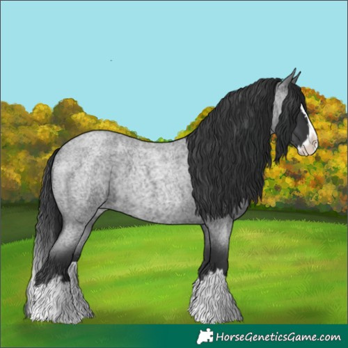 Horse Color:Blue Roan Splash 