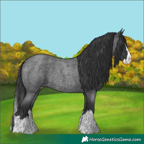 Horse Color:Blue Roan Splash 