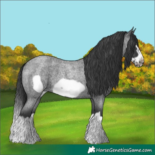 Horse Color:Blue Roan Splash Frame