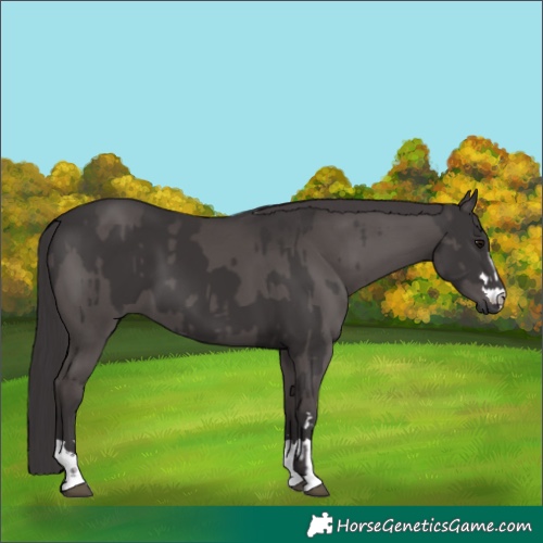 Horse Color:Smoky Black  and Smoky Black 