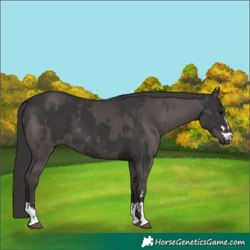 Horse Color:Smoky Black  and Smoky Black 