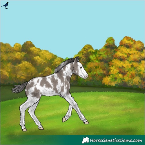Horse Color:White Spotted Grullo Splash Varnish 