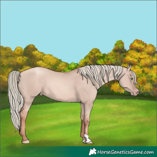 Horse Color:Gold Champagne Dun Mushroom 