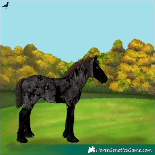 Horse Color:Void White Spotted Liver Red Ice Roan Splash 