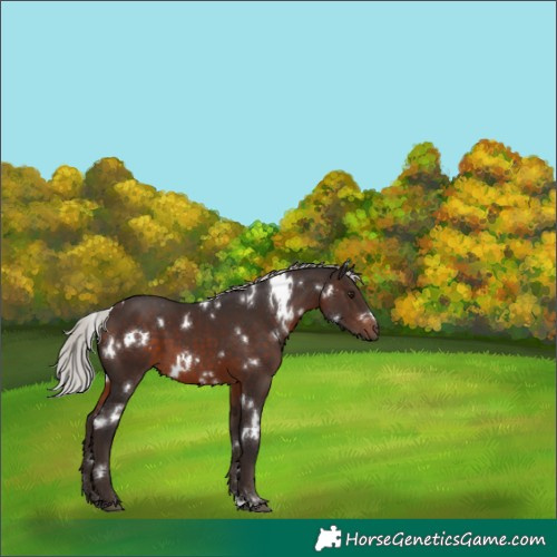 Horse Color:White Spotted Silver Brown