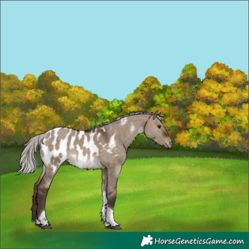 Horse Color:Silver Brown Dun Tobiano Near Leopard Rabicano 