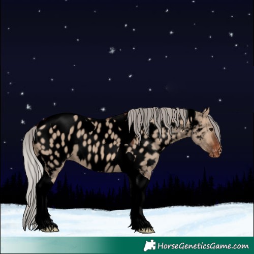 Horse Color:Void Silver Brown Dun Tobiano Appaloosa