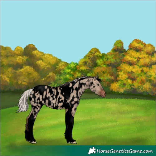 Horse Color:Void Silver Brown Dun Tobiano Appaloosa