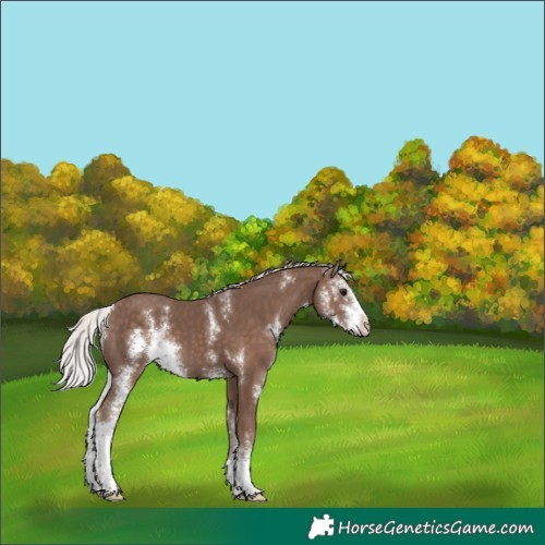 Horse Color:Silver Black Sabino Appaloosa 