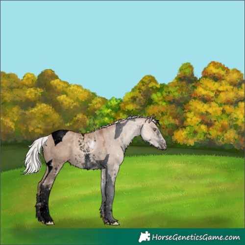 Horse Color:Void Silver Sable Champagne Dun Sabino Tobiano 