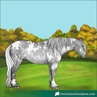 Horse Color:White Spotted Silver Brown Chinchilla 