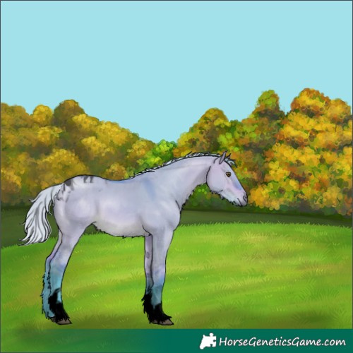 Horse Color:Void Watercolor Silver Bay Dun Tobiano 