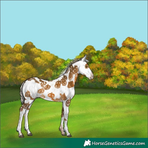 Horse Color:Chocolate Palomino Sabino Rabicano 