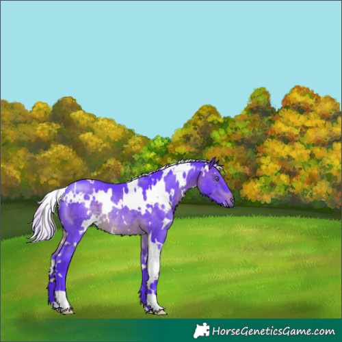 Horse Color:Watercolor White Spotted Silver Brown Chinchilla Rabicano 