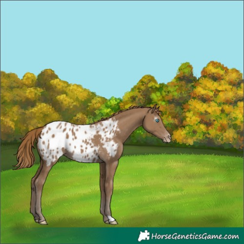 Horse Color:Gray Smoky Creme Appaloosa 