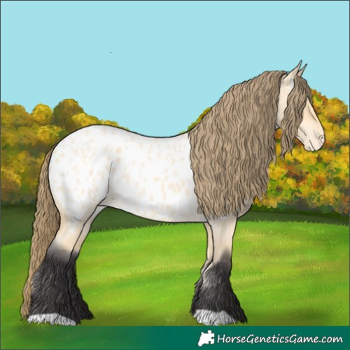 Horse Color:Buckskin Roan Dun Appaloosa 