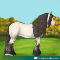 Horse Color:Buckskin Roan Dun 