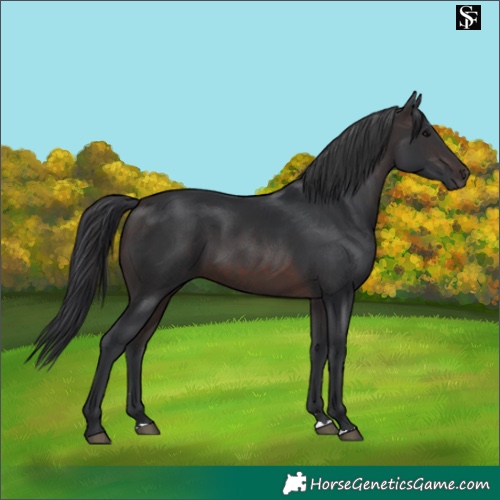 Horse Color:Brown 