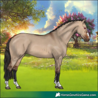 Horse Color:Bay Dun