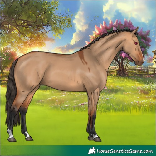 Horse Color:Bay Dun 