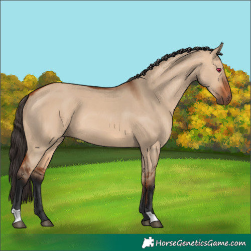 Horse Color:Bay Dun