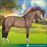 Horse Color:Bay Dun