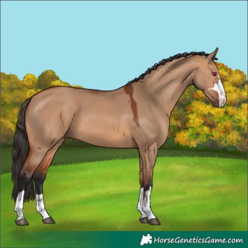 Horse Color:Bay Dun