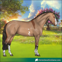 Horse Color:Bay Dun