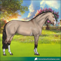 Horse Color:Bay Dun